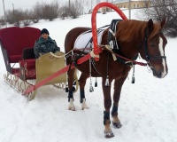 Иппотерапия – в любое время года